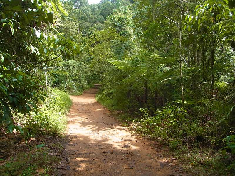 Der Wanderweg führt auch durch lichtere Teile des Waldes; Foto: 13.09.2015, Sinharaja-Regenwald
