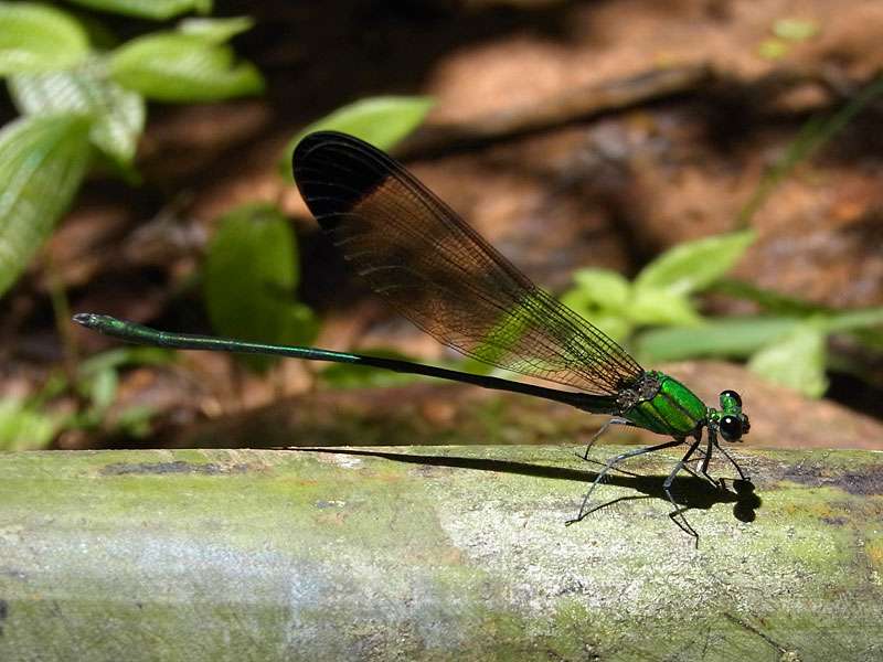 An den kleinen Fließgewässern im Sinharaja Forest lebt Vestalis apicalis nigrescens; Foto: 13.09.2015, Sinharaja-Regenwald