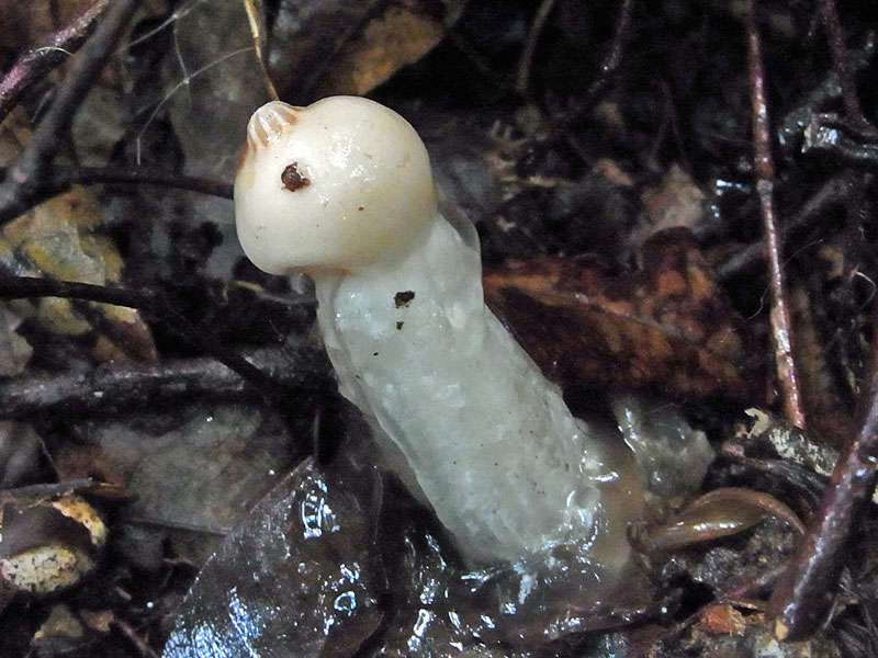 Eine kleine Pilzart, vermutlich eine Morchel (Phallus sp.), im Sinharaja Forest; Foto: 13.09.2015, Sinharaja-Regenwald