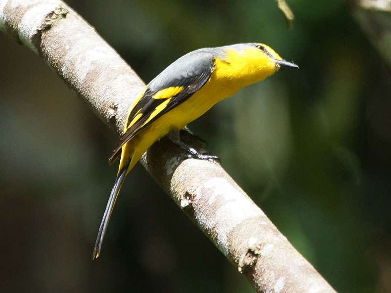 Weibliche Scharlachmennigvögel (Pericrocotus flammeus flammeus) sind gelb, die Männchen sind rotorange gefärbt; Foto: 13.09.2015, Sinharaja-Regenwald