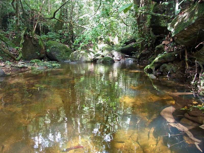An manchen Stellen sind die Gewässer im Sinharaja Forest tiefer als einen Meter und es gibt dort viele Fische; Foto: 13.09.2015, Sinharaja-Regenwald