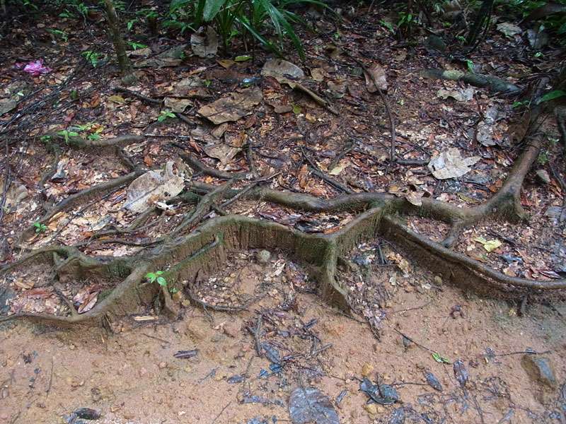Manche Wurzeln wachsen wie kleine Bretter aus dem Boden; Foto: 14.09.2015, Sinharaja-Regenwald