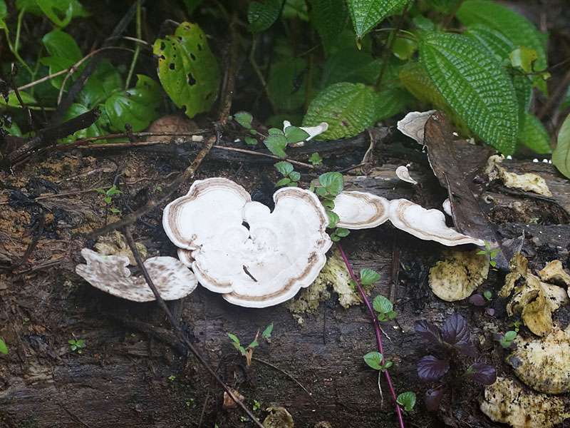 Unbestimmte Pilzart Nr. 12; Foto: 15.09.2015, Sinharaja-Regenwald