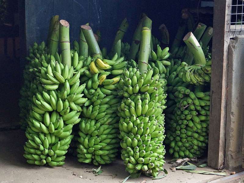 Noch unreife Bananen; Foto: 16.09.2015