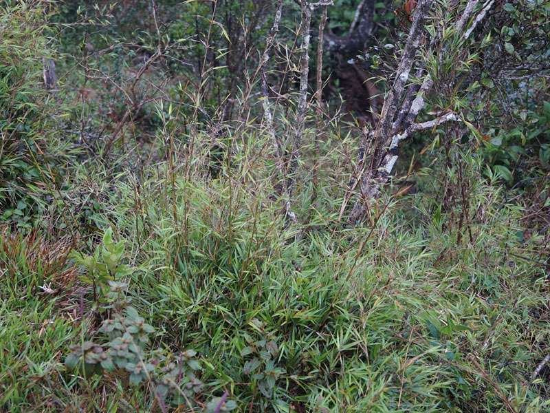 Verschiedene Bambusarten, die teils sehr kleinwüchsig sind, kommen im Schutzgebiet vor; Foto: 17.09.2015, Horton Plains-Nationalpark