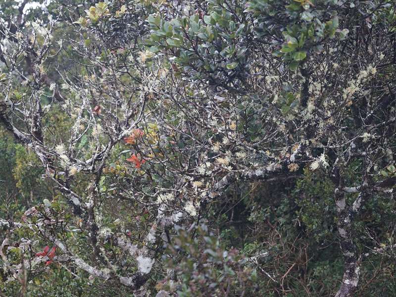 Auf den Bäumen im Horton-Plains-Nationalpark wachsen unzählige Exemplare der Bartflechte Usnea barbata; Foto: 17.09.2015, Horton Plans Nationalpark