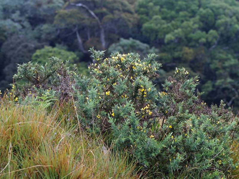 Von den Naturschützern nicht gern gesehen wird der Gewöhnliche Stechginster (Ulex europaeus), der im Schutzgebiet als invasive Art gilt; Foto: 17.09.2015, Horton Plains-Nationalpark
