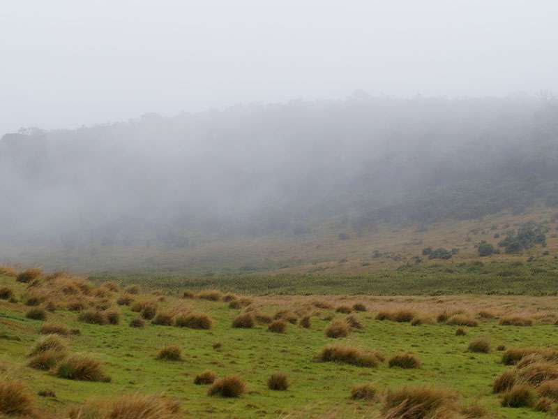 Weites, offenes Land im typischen Nebel; Foto: 17.09.2015, Horton Plains-Nationalpark