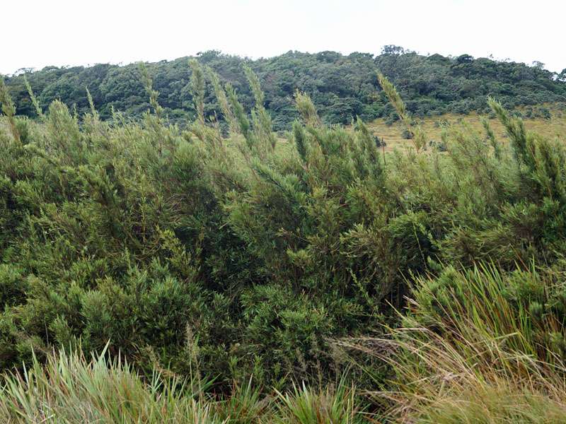 An feuchten Gräben findet man typischerweise die Bambusart Arundinaria densifolia; Foto: 17.09.2015, Horton Plains-Nationalpark