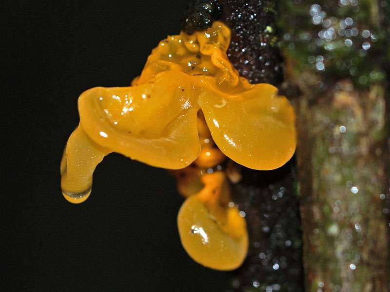 Der Goldgelbe Zitterling (Tremella mesenterica) ist manchem Naturfreund auch aus Europa bekannt, er wächst an Bäumen im Horton-Plains-Nationalpark; Foto: 17.09.2015, Horton Plains Nationalpark