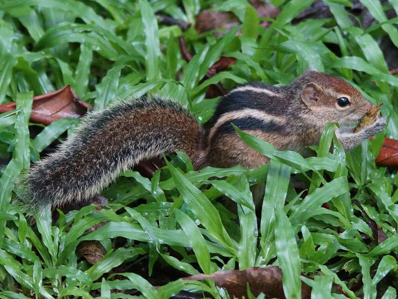 Funambulus obscurus (Dusky Palm Squirrel); Foto: 18.09.2015, Peradeniya