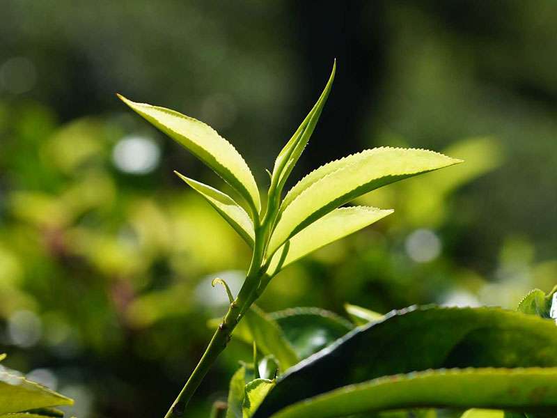Junge Blätter eines Teestrauchs (Camellia sinensis); Foto: 20.09.2015, Nähe Kandy