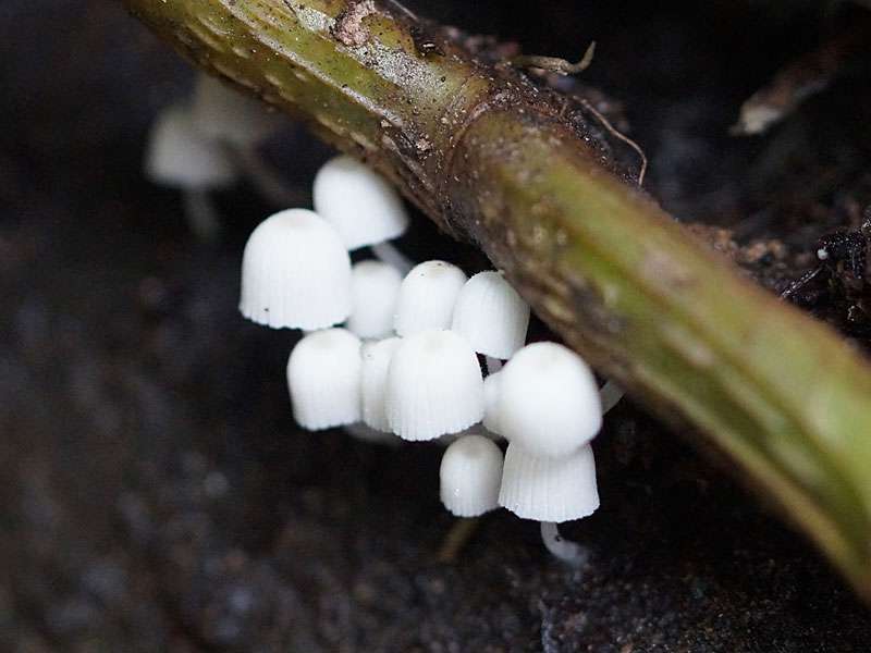 Unbestimmte Pilzart Nr. 15, die Fruchtkörper sind nur wenige Millimeter groß gewesen; Foto: 20.09.2015, Kandy