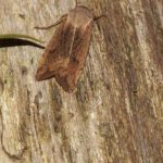 Eulenfalter (Owlet Moths, Noctuidae)