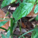 Ritterfalter (Swallowtail Butterflies, Papilionidae)