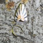 Rüsselzünsler (Grass Moths, Crambidae)