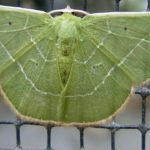 Spanner (Geometer Moths, Geometridae)