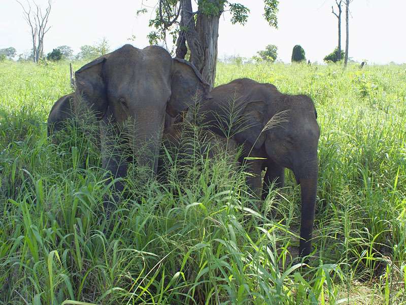 Einige Asiatische Elefanten (Elephas maximus) suchen unter einem der wenigen hohen Bäume Schatten; Foto: 07.11.2006, Udawalawe-Nationalpark