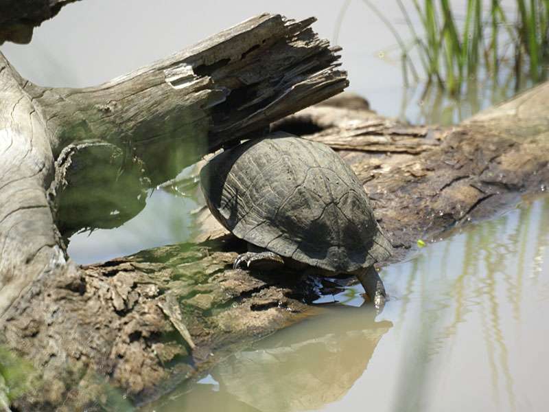 Schwarzbauch-Erdschildkröte (Melanochelys trijuga thermalis); Foto: 07.11.2006, Udawalawe-Nationalpark