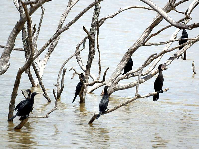 Kormorane (Great Cormorants, Phalacrocorax carbo sinensis); Foto: 07.11.2006, Udawalawe-Nationalpark
