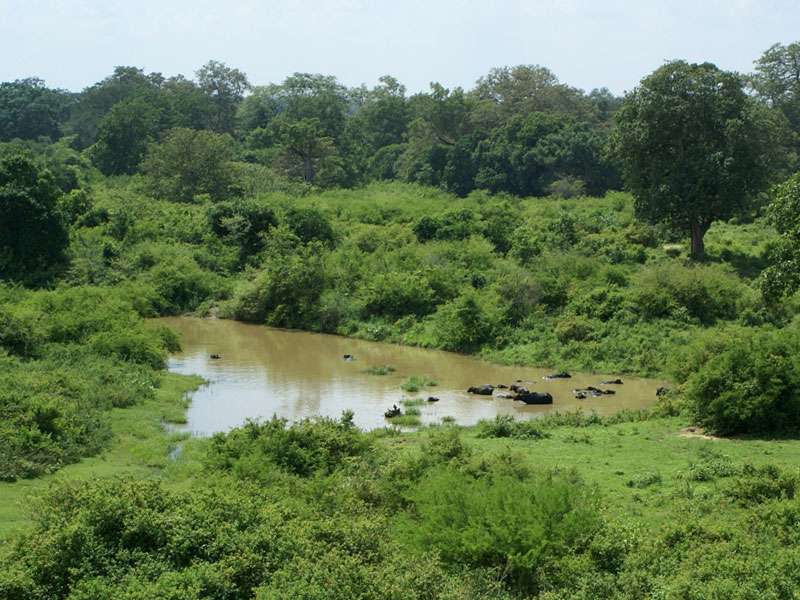 Neben den großen Stauseen gibt es im Nationalpark einige weitere kleinere Gewässer wie dieses Wasserloch; Foto: 07.11.2006, Udawalawe-Nationalpark