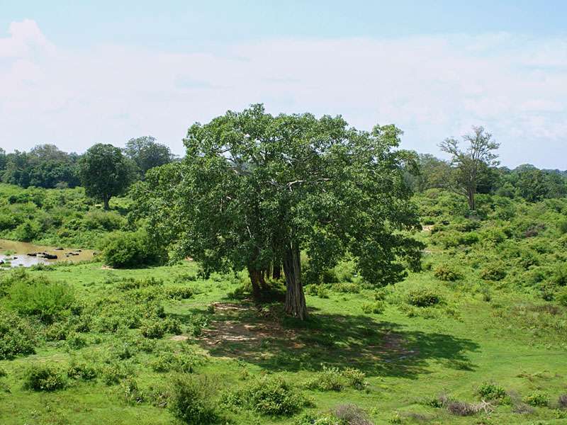 Nur wenige Bäume im Nationalpark sind so groß wie diese; Foto: 07.11.2006, Udawalawe-Nationalpark