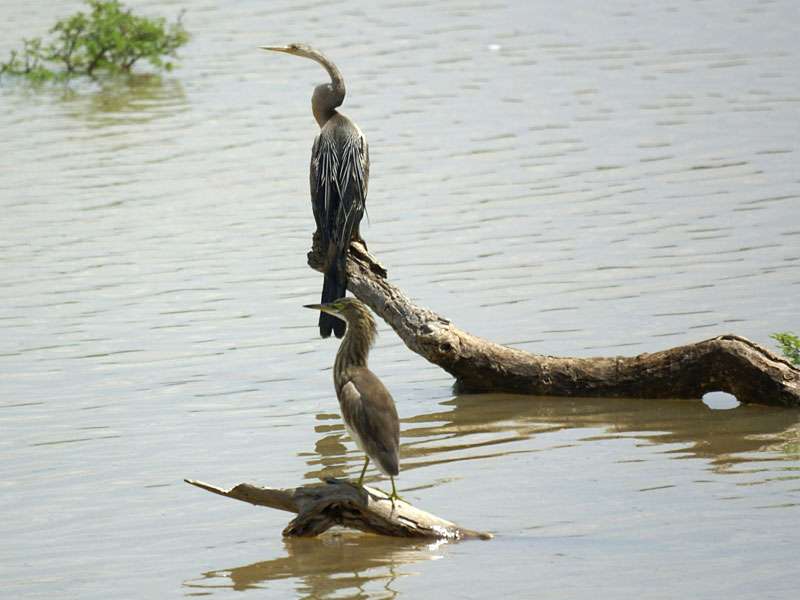 Orient-Schlangenhalsvogel (Anhinga melanogaster), hinten, und Paddyreiher (Ardeola grayii); Foto: 07.11.2006, Udawalawe-Nationalpark