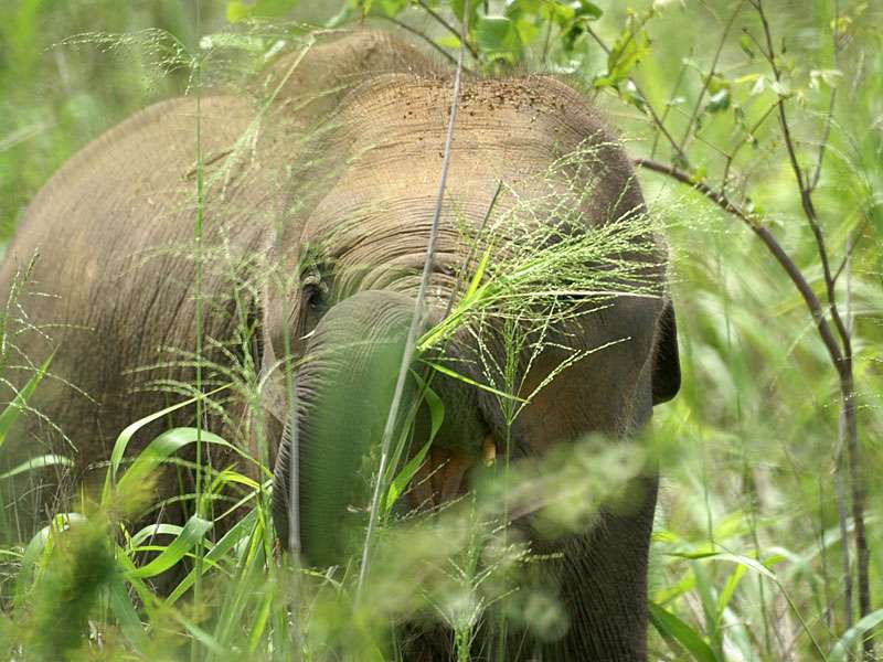 Junger Asiatischer Elefant (Elephas maximus) beim Fressen; Foto: 07.11.2006, Udawalawe-Nationalpark