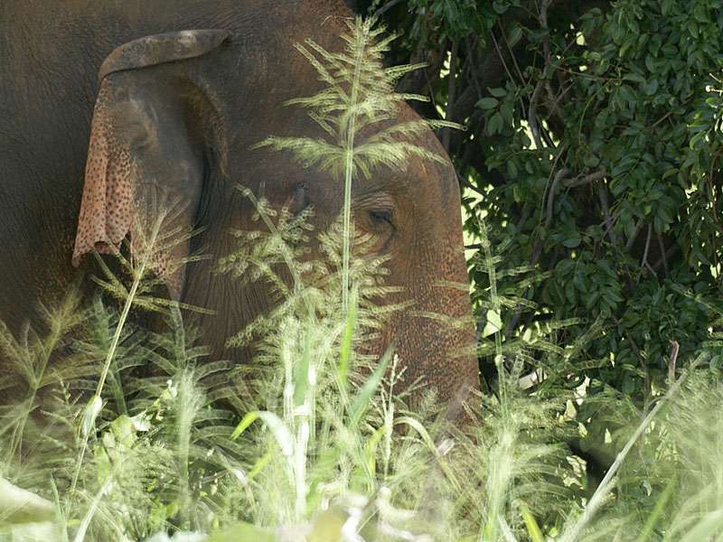 Asiatischer Elefant (Elephas maximus) döst im Schatten eines Baumes; Foto: 07.11.2006, Udawalawe-Nationalpark