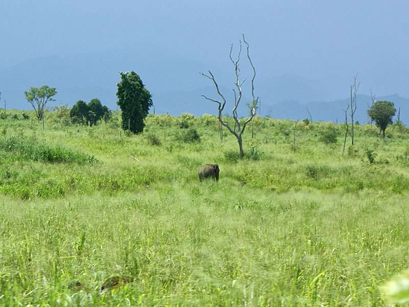 Obwohl Elefantenbullen sehr groß sind, wirken sie in der weiten Landschaft fast schon winzig; Foto: 07.11.2006, Udawalawe-Nationalpark