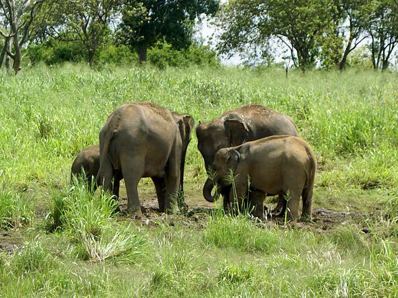 Elefantenherde beim Trinken an einer kleinen, schlammigen Pfütze; Foto: 07.11.2006, Udawalawe-Nationalpark