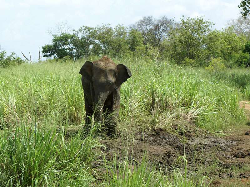 Neugieriger junger Asiatischer Elefant (Elephas maximus); Foto: 07.11.2006, Udawalawe-Nationalpark