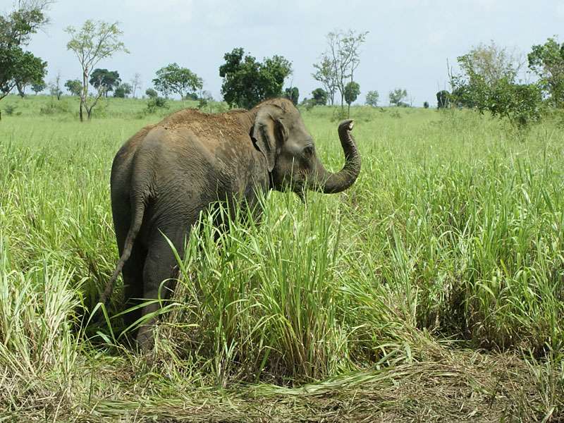 Junger Asiatischer Elefant (Elephas maximus); Foto: 07.11.2006, Udawalawe-Nationalpark