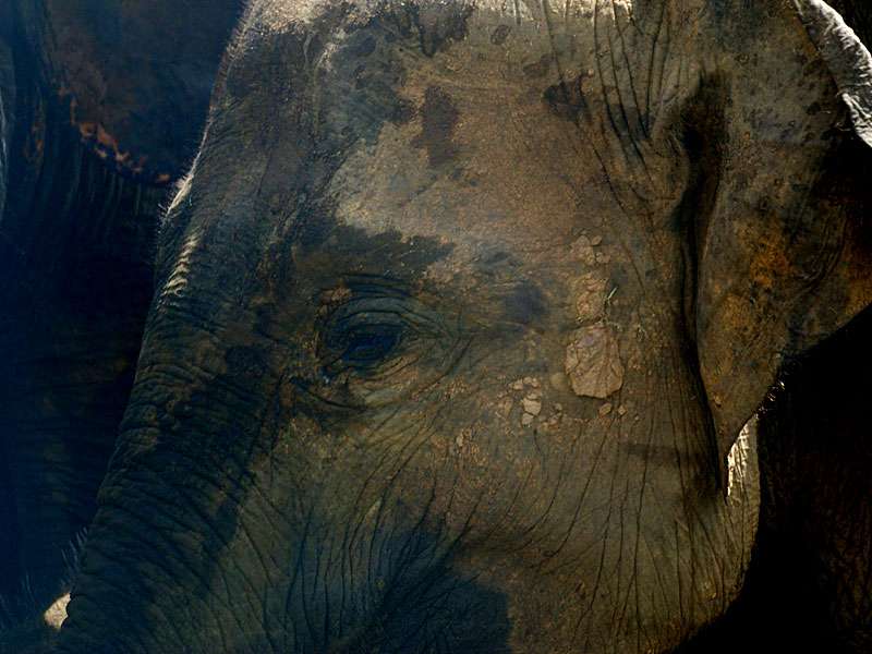 Charaktervolles Gesicht eines Asiatischen Elefants (Elephas maximus); Foto: 07.11.2006, Udawalawe-Nationalpark