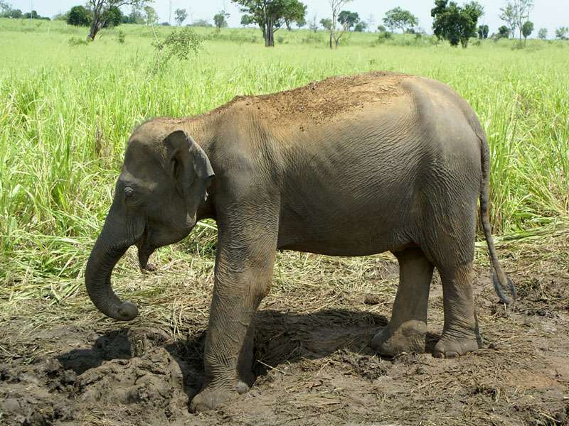 Während einer Safari im Udawale-Nationalpark kommt man den wilden Asiatischen Elefanten (Elephas maximus) oft sehr nah; Foto: 07.11.2006, Udawalawe-Nationalpark
