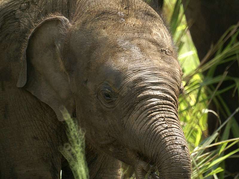 Junger Asiatischer Elefant (Elephas maximus) im Porträt; Foto: 07.11.2006, Udawalawe-Nationalpark