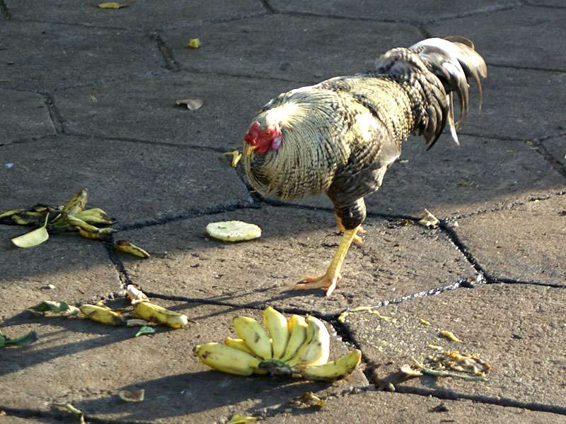 Ein Nutznießer der Opfergaben - da wird ein Huhn glatt zum Bananenfresser; Foto: 08.11.2006, Bentota