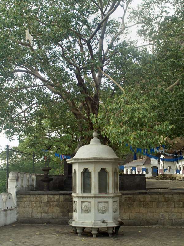 Kleiner Schrein und Bodhi Gara (heiliger Tempelbaum) vor den Höhlentempeln; Foto: 09.11.2006, Dambulla