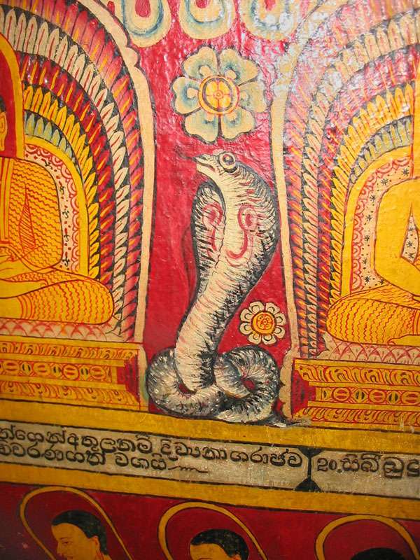 Die Kobra spielt im Buddhismus eine wichtige Rolle und ist deshalb neben Buddha in Gemälden verewigt; Foto: 10.11.2006, Kandy