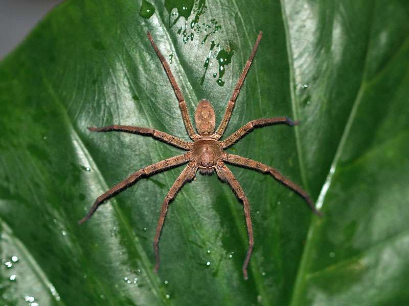 Diese Spinne (Heteropoda sp.) kam am Abend aus ihrem Versteck auf dem Hotelgelände; Foto: 10.09.2015, Kitulgala