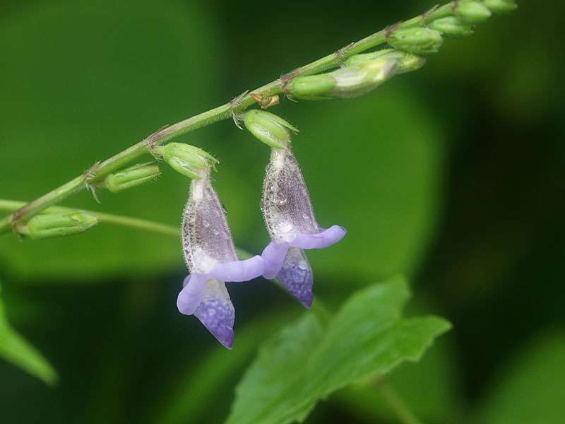 Asystasia variabilis hat kleine, aber interessant gezeichnete Blüten; Foto: 11.09.2015, Kitulgala