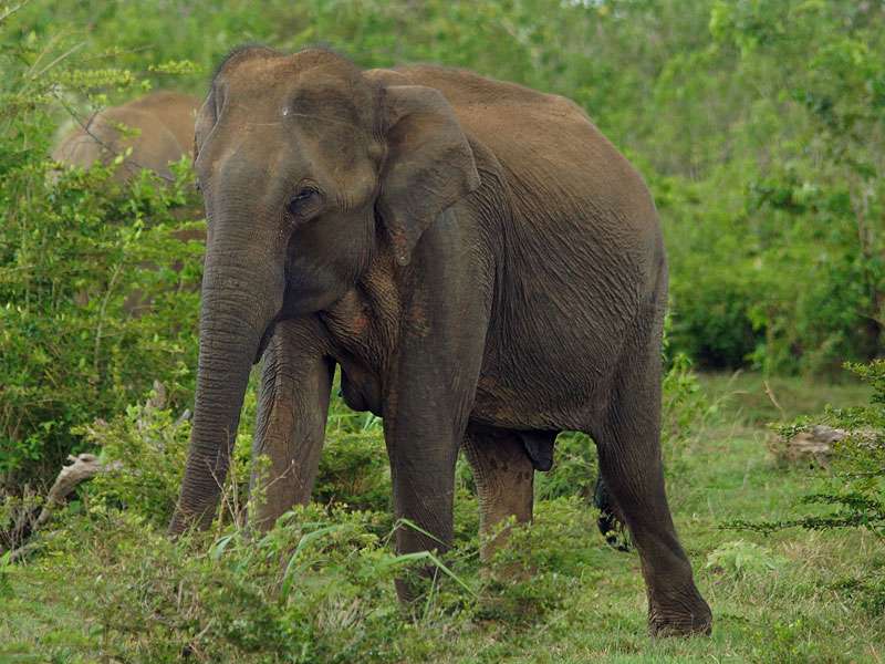 Weiblicher Asiatischer Elefant (Elephas maximus); Foto: 15.09.2015, Udawalawe-Nationalpark