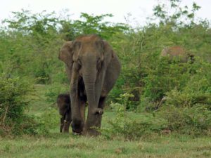 Asiatische Elefanten im Udawalawe-Nationalpark