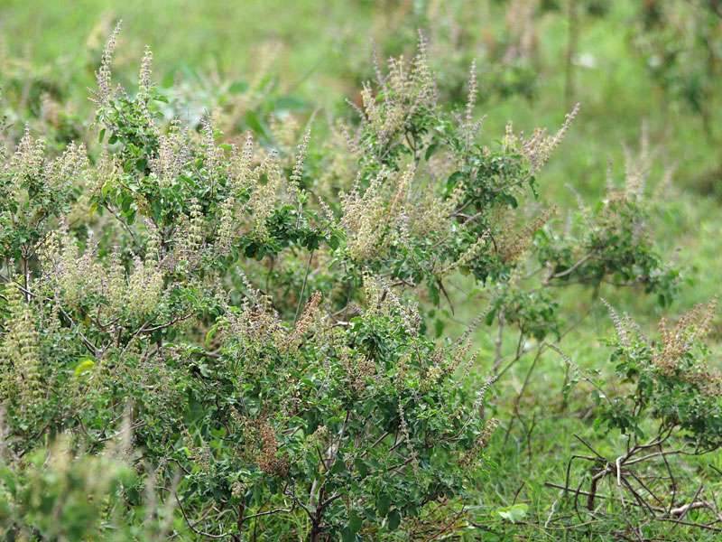 Eine weitere recht häufige Pflanzenart im Schutzgebiet ist das Indische Basilikum (Ocimum tenuiflorum); Foto: 15.09.2015, Udawalawe-Nationalpark
