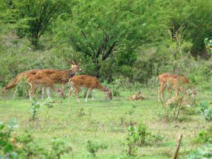 Axishirsche im Udawalawe-Nationalpark