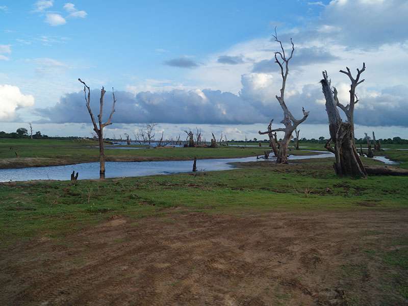 Abgestorbene Bäume prägen das Landschaftsbild am Mau Ara Reservoir; Foto: 15.09.2015, Udawalawe-Nationalpark