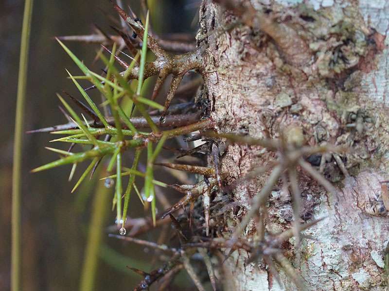 Dornige Auswüchse am Stamm eines Baumes - sie sind vermutlich ein Schutz gegen Fressfeindes; Foto: 20.09.2015, Kandy