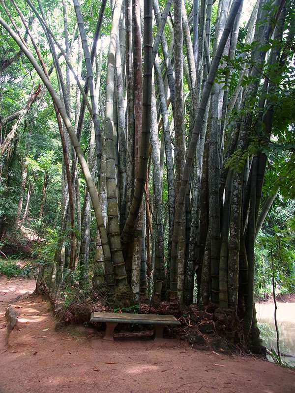 Zu den Pflanzen, die man im Udawattakele-Schutzgebiet beobachten kann, gehört auch stattlicher Bambus; Foto: 20.09.2015, Kandy