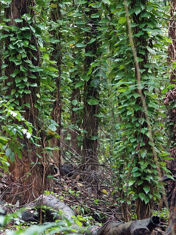 Ein extrem starkes Auftreten der nicht aus Sri Lanka stammenden Efeutute (Epipremnum aureum) ist in Sri Lanka nicht ursprünglich heimisch und überwuchert im Udawattakele-Schutzgebiet; Foto: 20.09.2015, Kandy