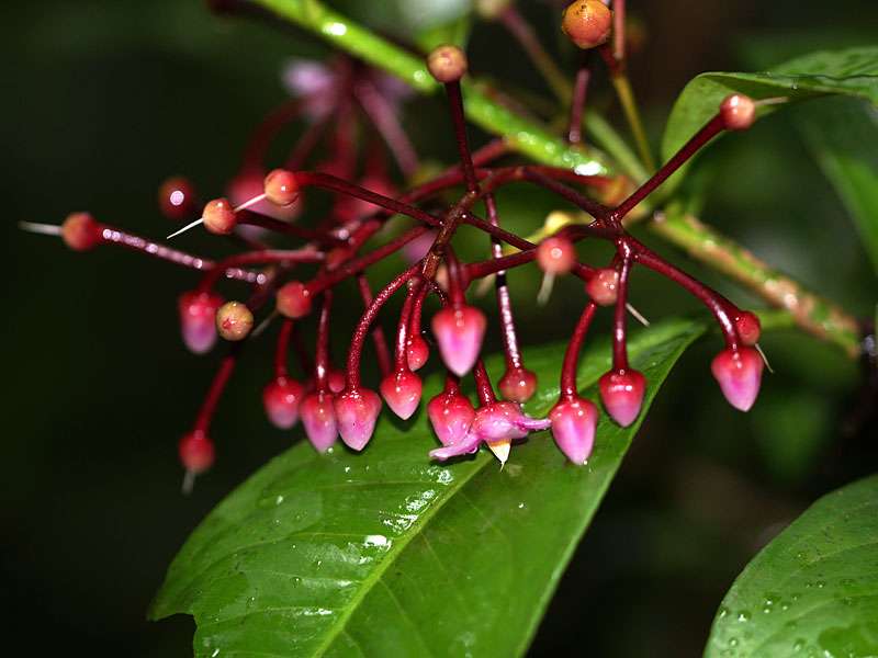 Diese Ardisia sp. kommt im Udawattakele-Schutzgebiet vor; Foto: 20.09.2015, Kandy